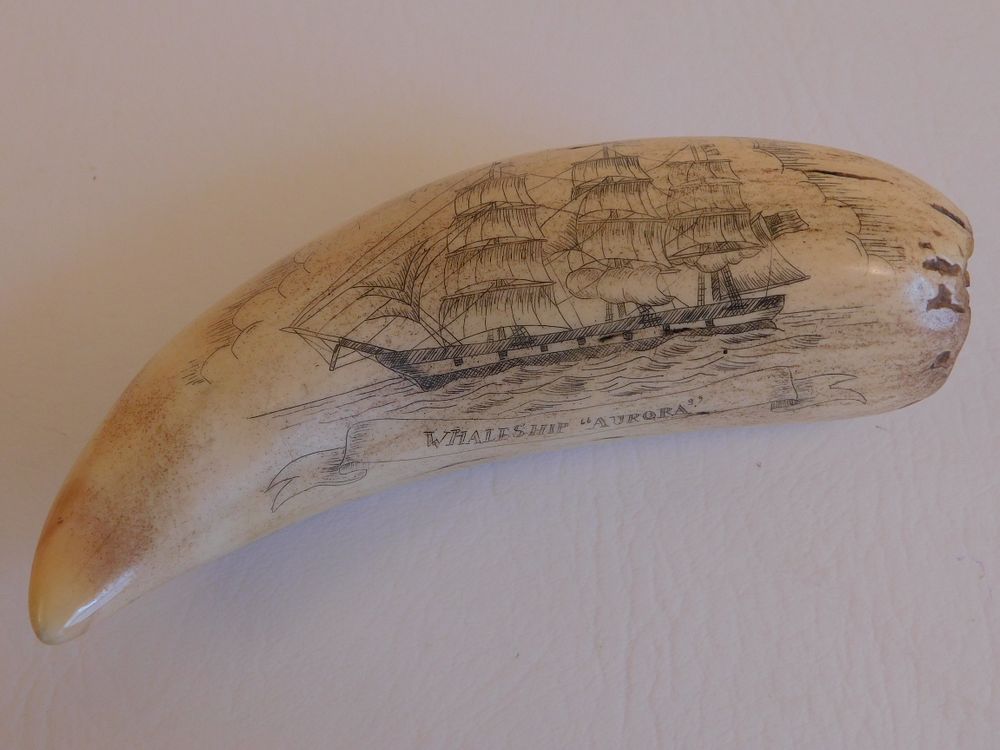 Appraisal: WHALE TOOTH WITH AURORA SHIP Scrimshaw whale tooth depicting the