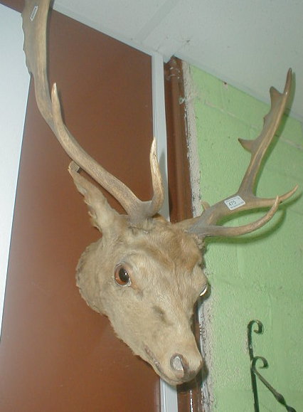 Appraisal: A taxidermy stag's head