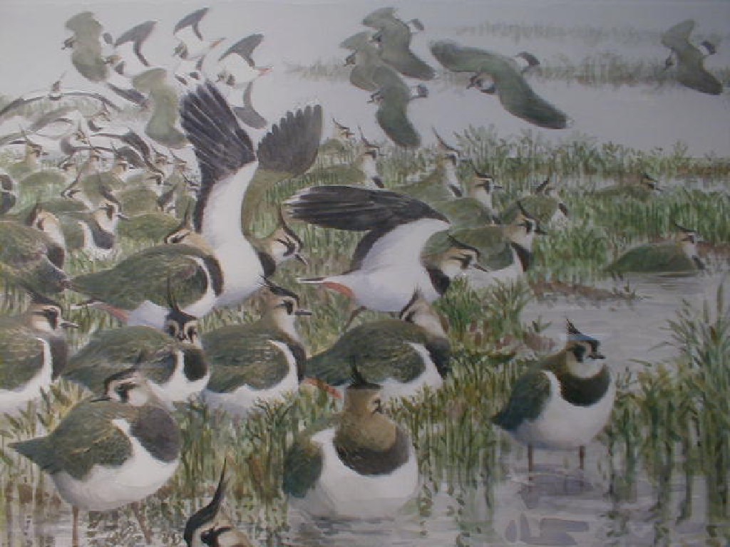 Appraisal: Michael Warren Lapwings by the water's edge watercolour over pencil