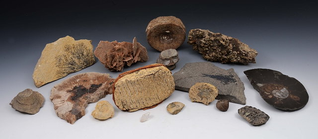 Appraisal: A INTERESTING COLLECTION OF FOSSILS AND GEOLOGICAL SPECIMENS to include