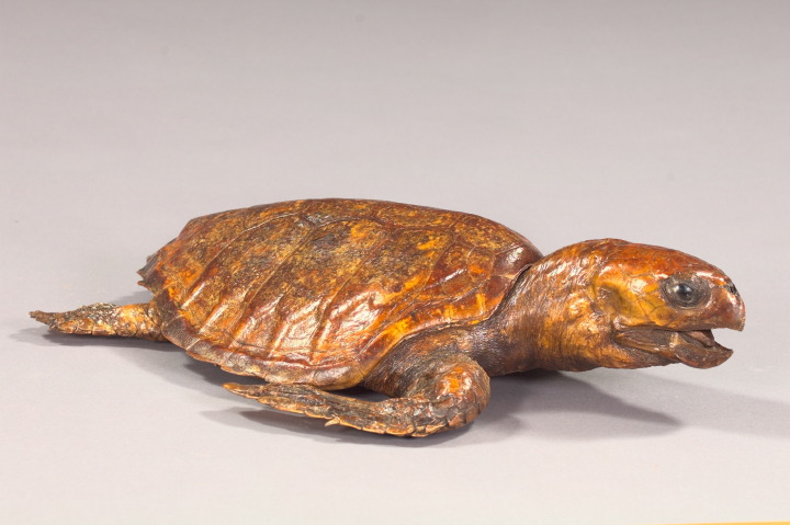 Appraisal: Taxidermy Specimen of a Hawksbill Sea Turtle the head fitted