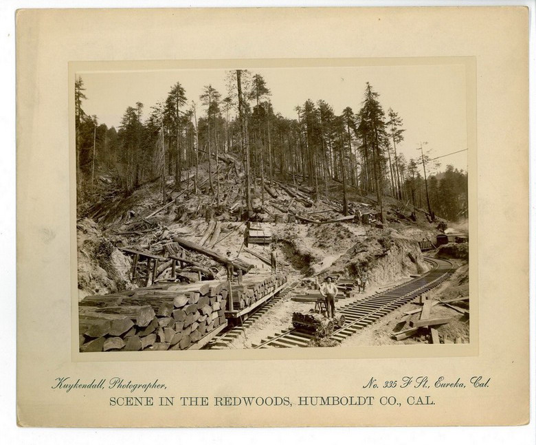 Appraisal: KUYKENDALL REDWOODS HUMBOLDT CO PHOTO Scene in the redwoods Humboldt