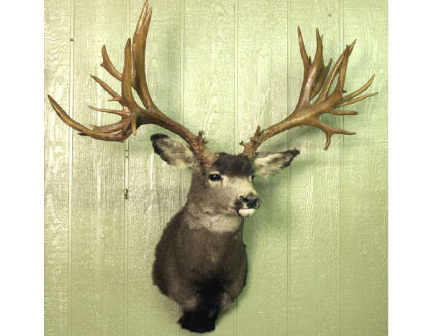 Appraisal: Unbelievable A-Typical Buck a real trophy one point shows repair