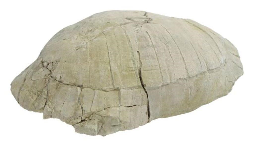 Appraisal: Large tortoise fossil Genus Stylemis Oligocene period North Dakota some