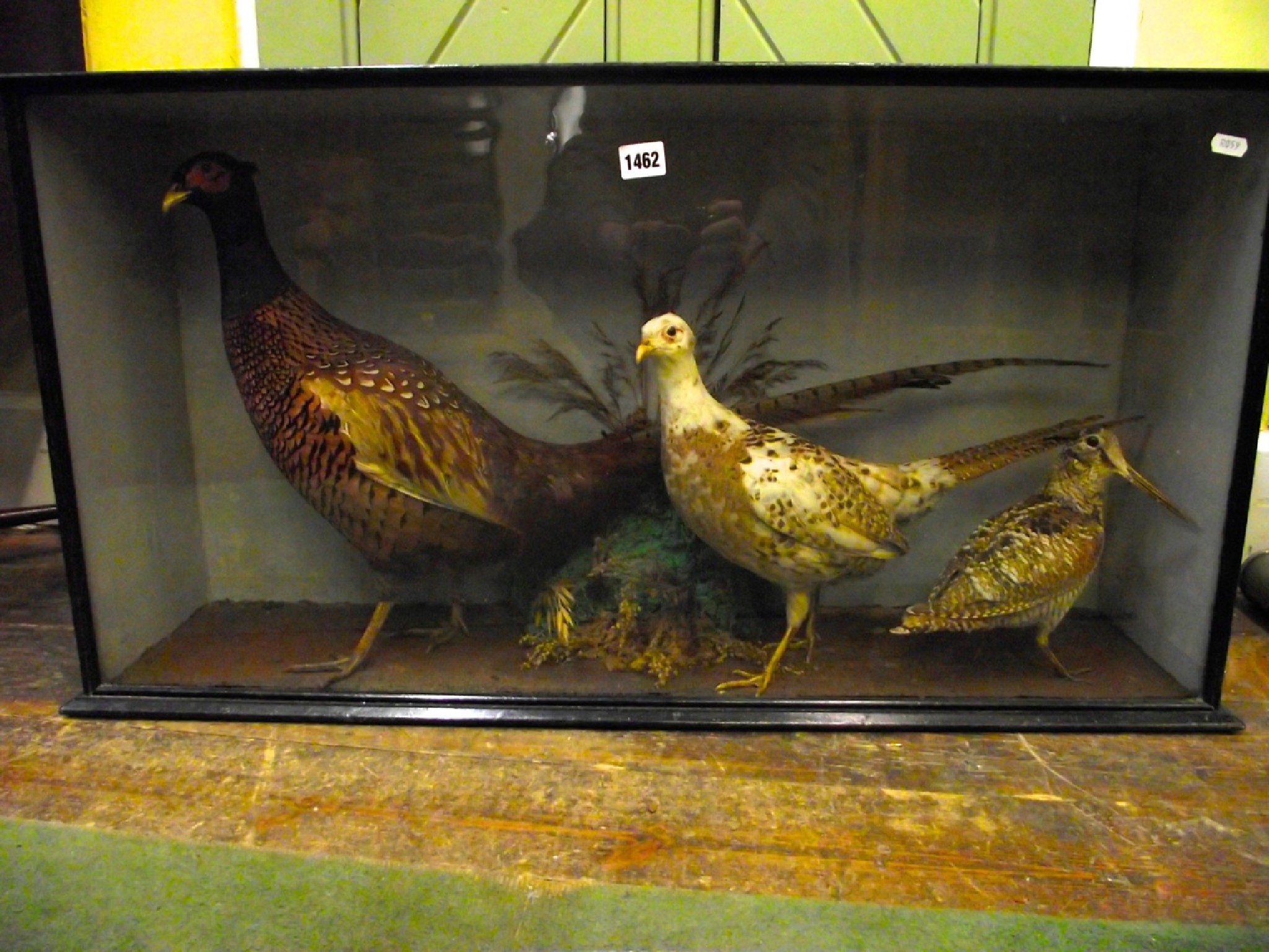 Appraisal: A cabinet of taxidermy cock pheasant semi albino hen pheasant