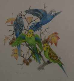 Appraisal: Peter Longhurst born Budgerigars Untitled watercolour signed 'Peter Longhurst' lower