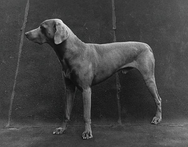 Appraisal: William Wegman American born Untitled Man Ray Gelatin silver print