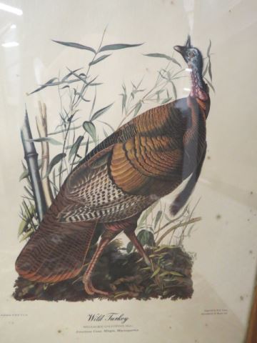 Appraisal: J J Audubon print Wild Turkey image area X in