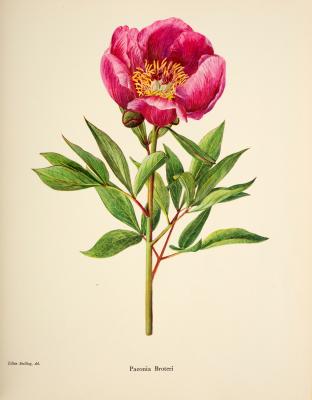 Appraisal: Stern F C A Study of the Genus Paeonia Folio