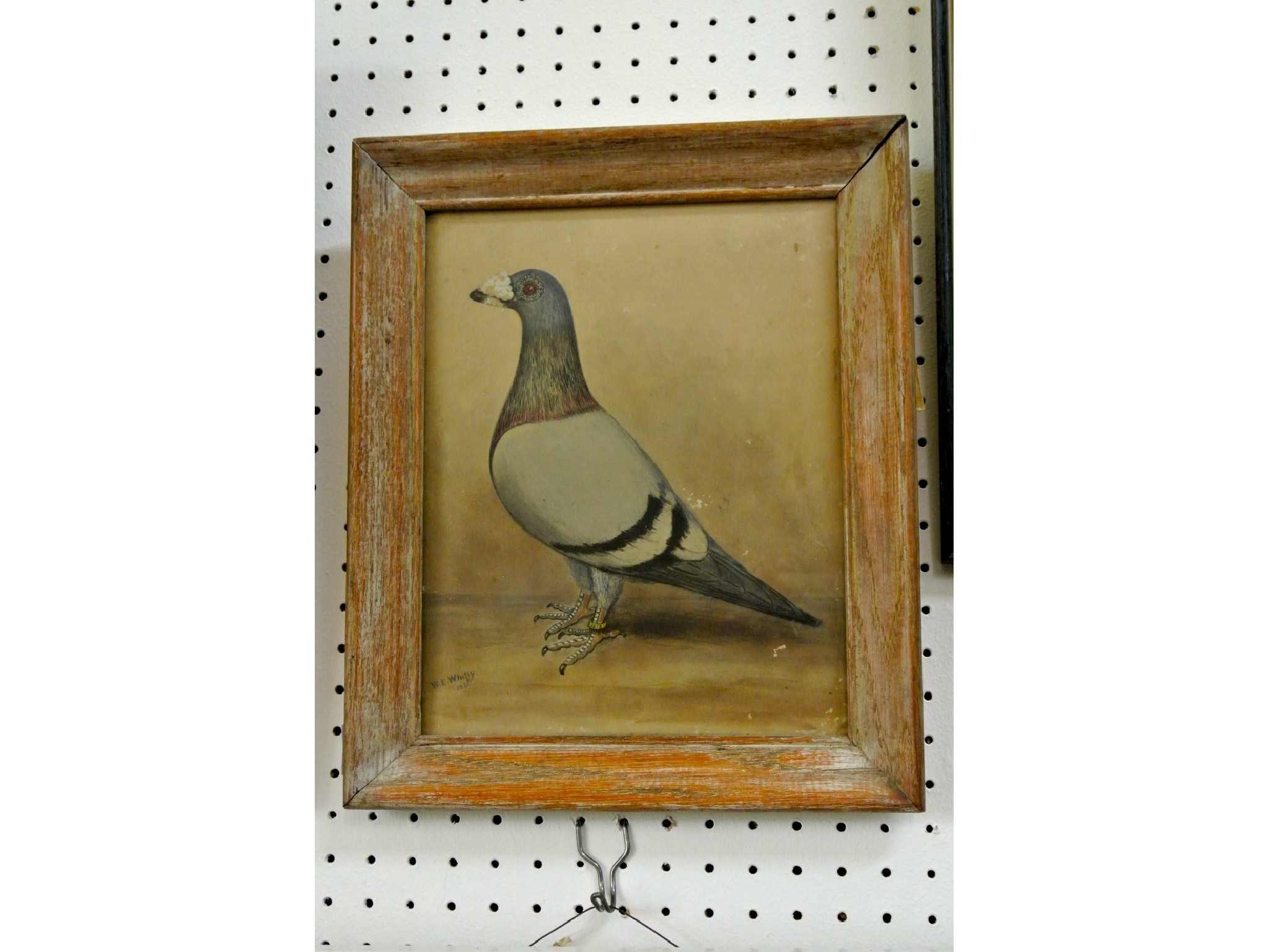 Appraisal: An early th century gouache study of a racing pigeon