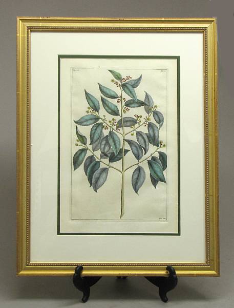 Appraisal: Eight French framed botanical prints after Pierre Bouchoz French Each