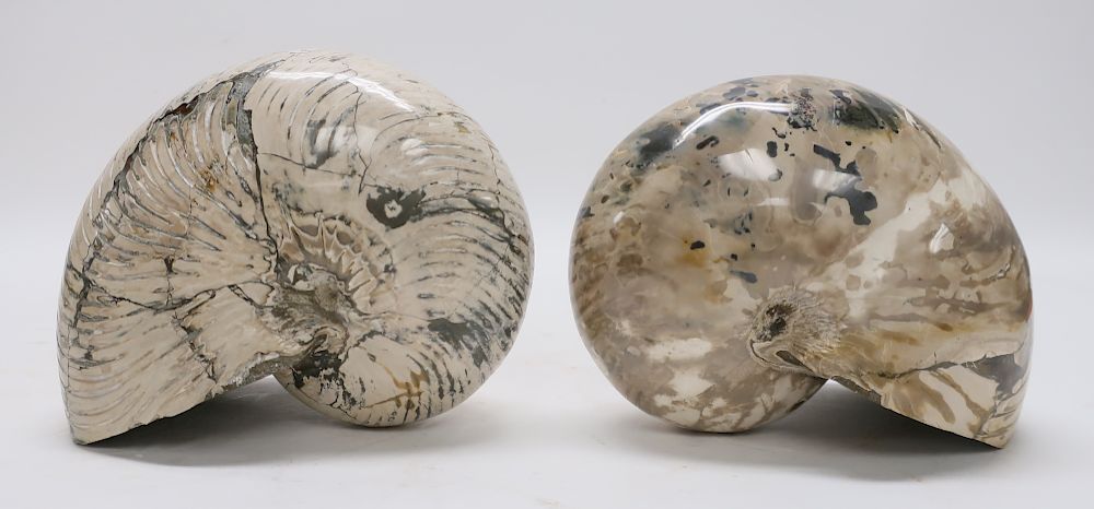 Appraisal: Madagascar Ammonites Madagascar Polished Ammonites H x W x D