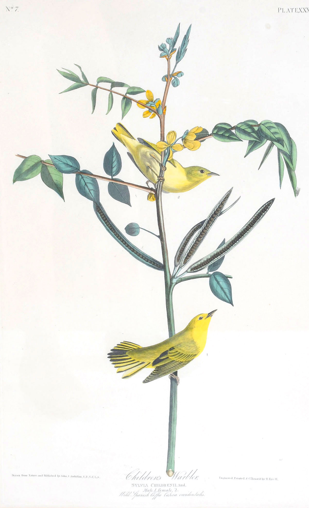 Appraisal: ORIGINAL AUDUBON ENGRAVING ELEPHANT FOLIO Children's Warbler Plate VXXX sight