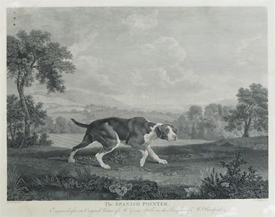 Appraisal: After George Stubbs The Spanish Pointer Engraving by William Wollett