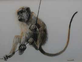 Appraisal: Margaret Woodward born Monkey pastel signed 'Woodward ' lower right