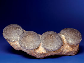 Appraisal: NEST OF FOUR DINOSAUR EGGS Probably Hadrosaurus Cretaceous Xia Xia