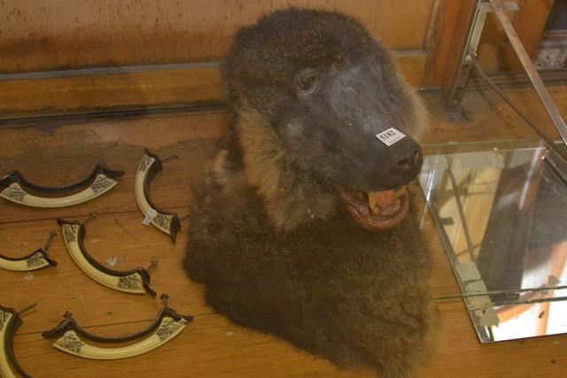 Appraisal: A FAUX TAXIDERMIED BABOON HEAD