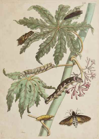 Appraisal: Merian Maria Sibylla Plate LXII from Metamorphosis Insectorum Surinamensium hand-coloured