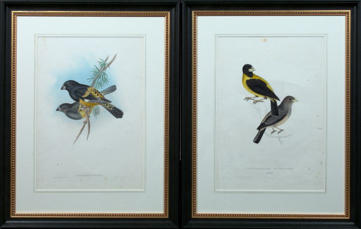 Appraisal: Gould and Richter British th Century Songbirds pair of original