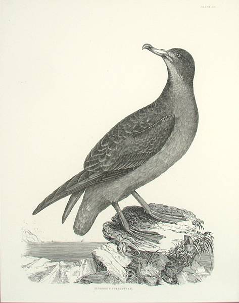 Appraisal: Prideaux John Selby Orinthological Studies including Cinereous Shearwater and Black