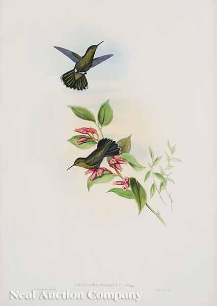 Appraisal: After John Gould English - Lophornis Helenae Calothorax Evelinae Thaumatias