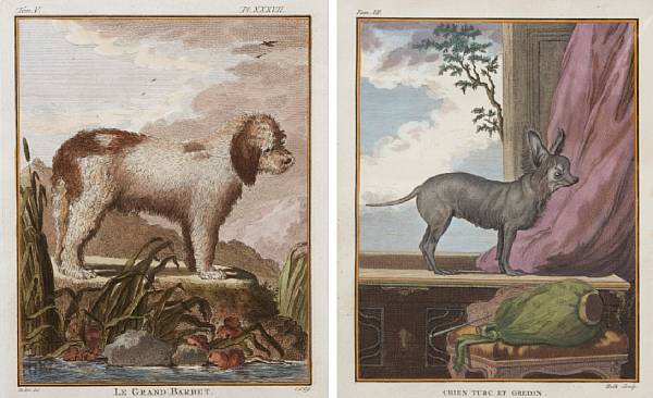 Appraisal: After Georges Louis Leclerc Buffon Dogs from Histoire Naturelle Engravings