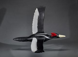 Appraisal: Flying Ivory-Billed Woodpecker Dean S Hurliman b Burlington IA c