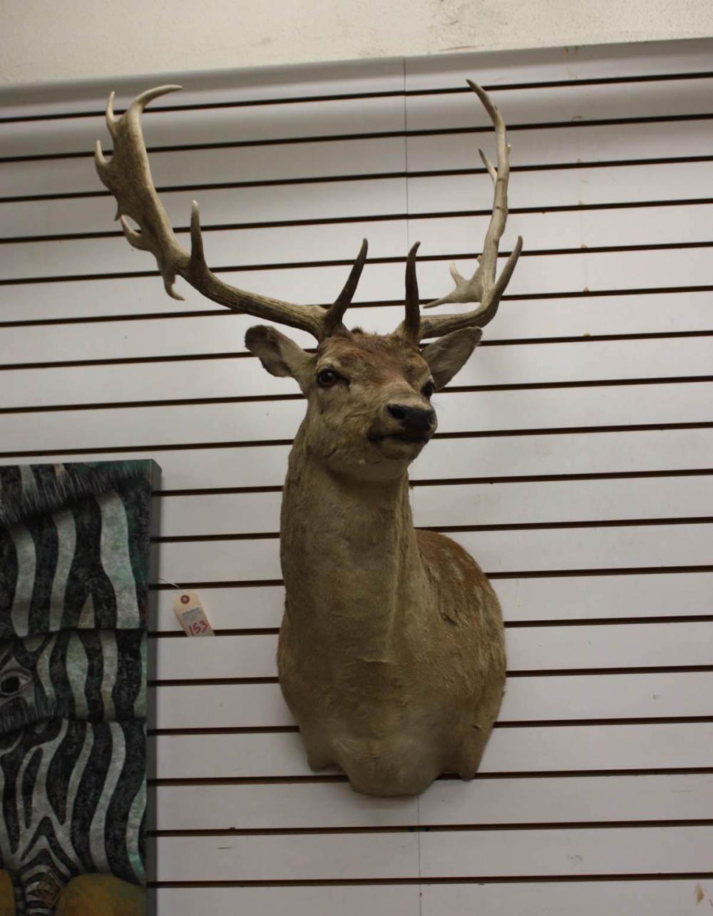 Appraisal: FALLOW DEER TAXIDERMY MOUNT head shoulder mount buck with antlers