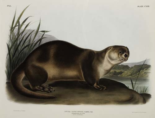 Appraisal: ANIMALS Audubon John James Canada Otter - Male Plate CXXII