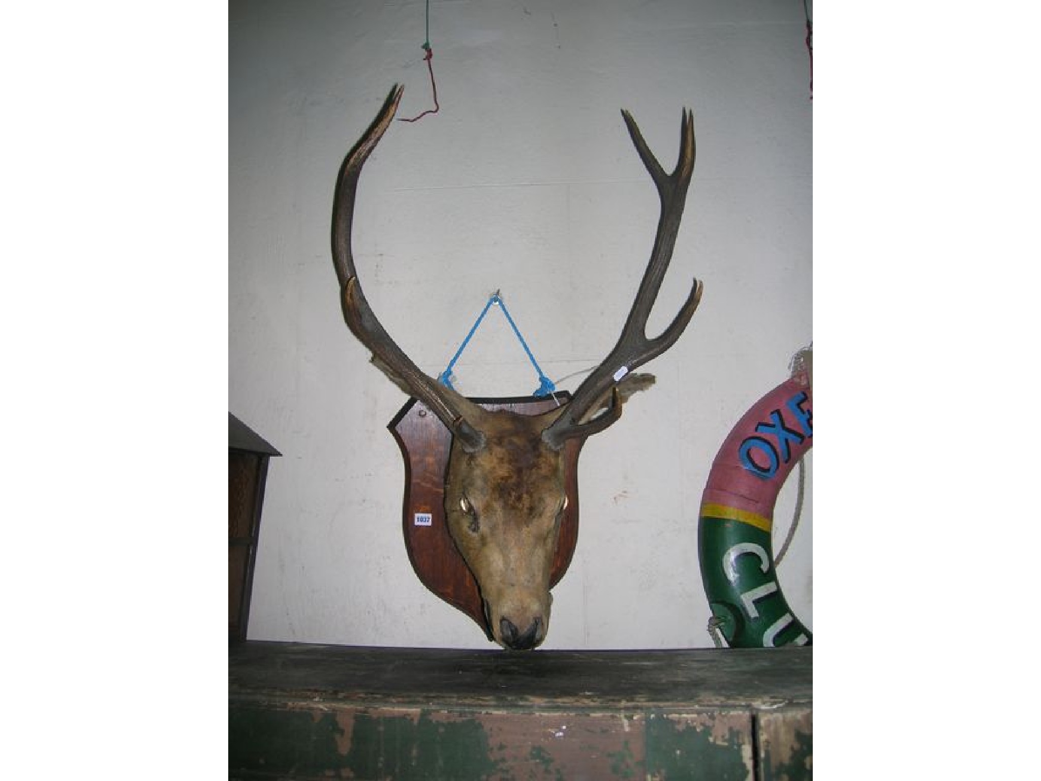 Appraisal: A stags head stuffed and mounted on an oak shield