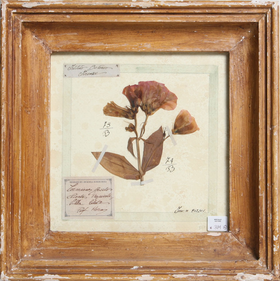 Appraisal: FOUR ITALIAN BOTANICAL STUDIES WITH PRESSED AND DRIED FLOWERS FROM