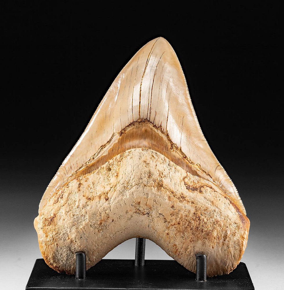 Appraisal: Stunning Fossilized Megalodon Tooth - Ancient Seas Middle Miocene to