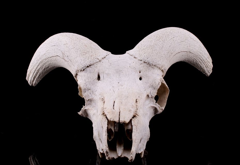 Appraisal: Alaskan Dall Sheep Professional Taxidermy Skull Featured in this lot