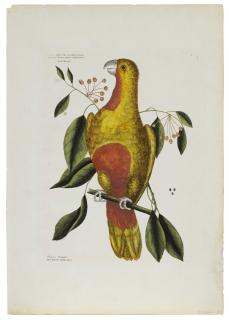 Appraisal: Mark Catesby British - Psittacus Paradisi The Parrot of Paradise