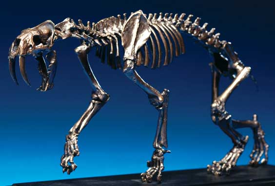 Appraisal: SMILODON BRONZE SCULPTURE Artist Nelson R Maniscalco This scientifically accurate