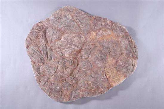 Appraisal: EXTINCT CRINOID FOSSIL PLAQUE Southern Morocco circa - million years