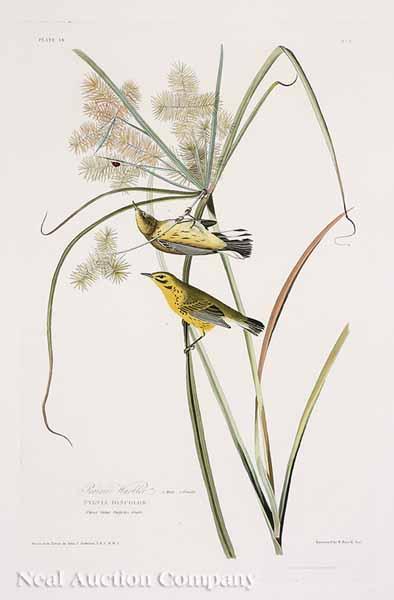 Appraisal: After John James Audubon American - Prairie Warbler No Plate