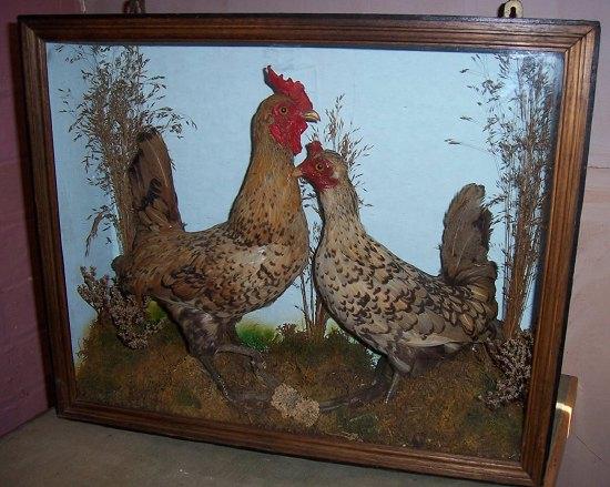 Appraisal: A taxidermy case containing a diorama with cock and hen