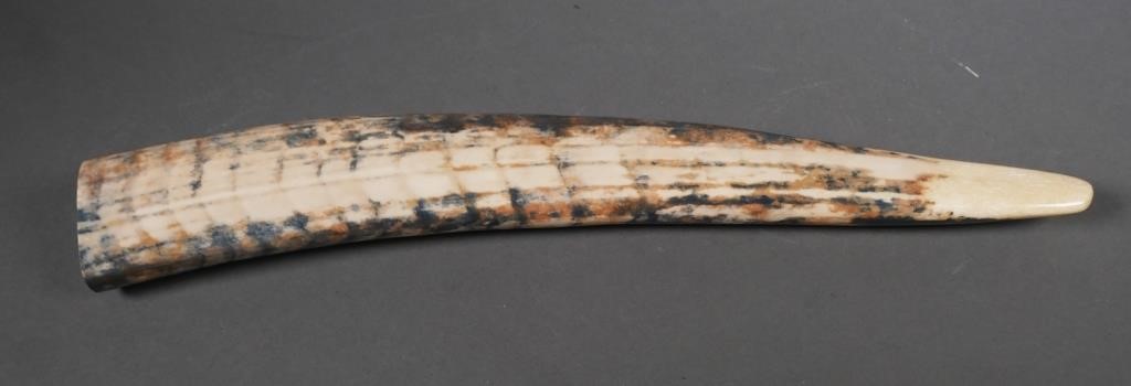 Appraisal: Fossilized walrus ivory tusk with variegated shades Could be used