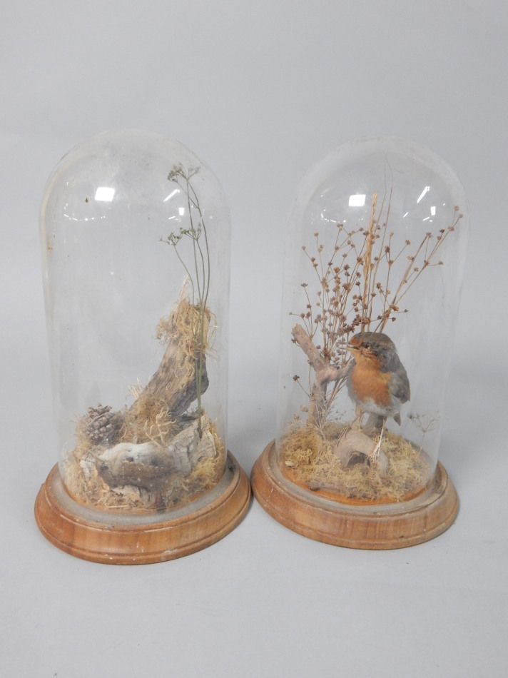 Appraisal: Two taxidermied birds to include a robin each in a