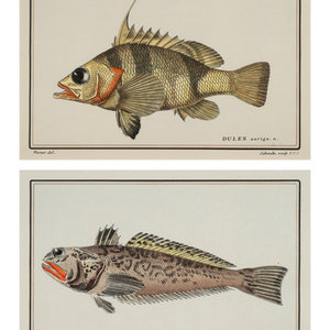 Appraisal: A Pair of Ichthyological Prints After Werner Del Marechal Dules