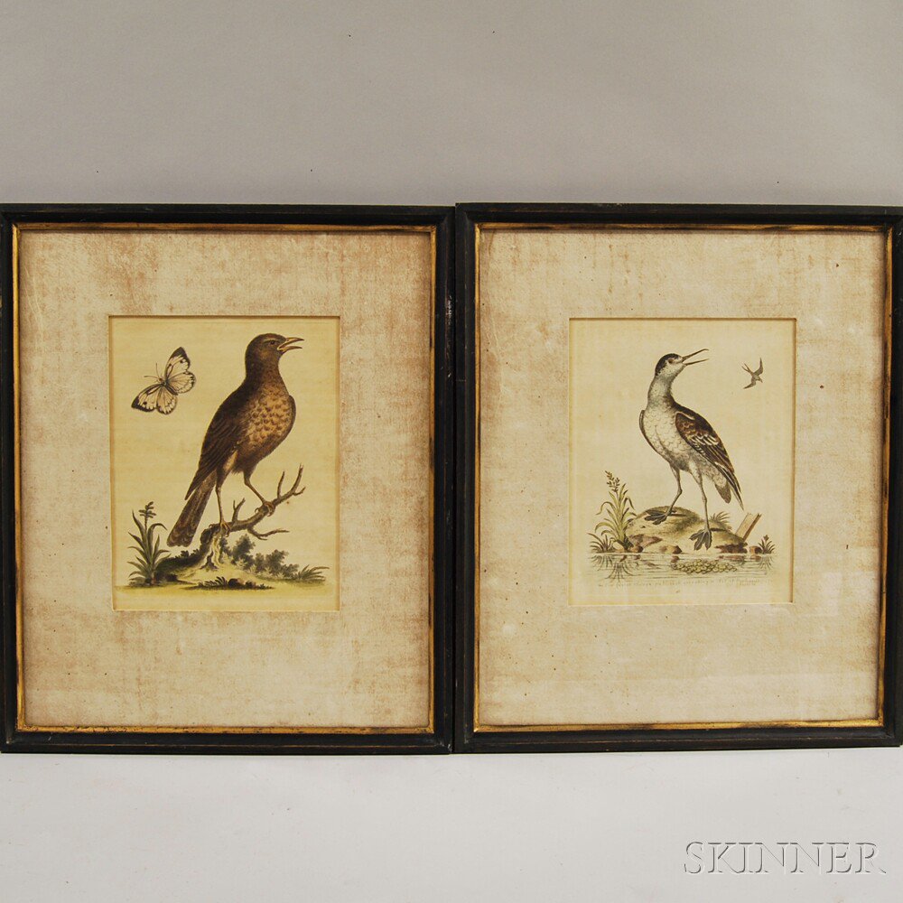 Appraisal: Two Framed George Edwards - Ornithological Prints The Coot-footed Tringa