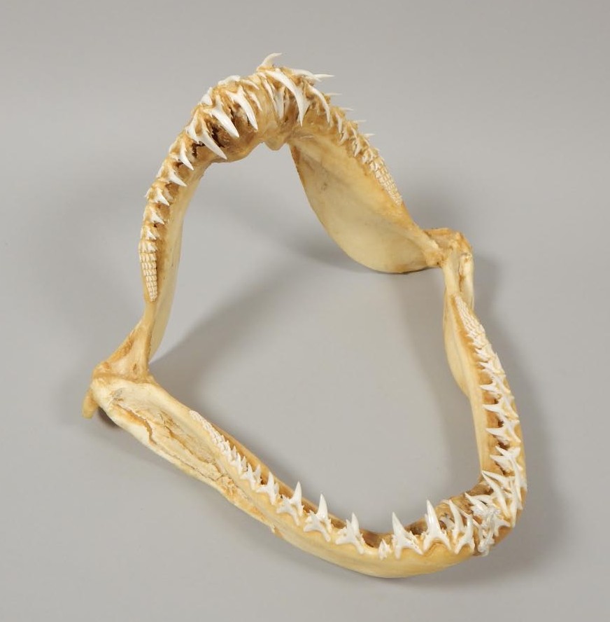 Appraisal: A shark jaw cm wide