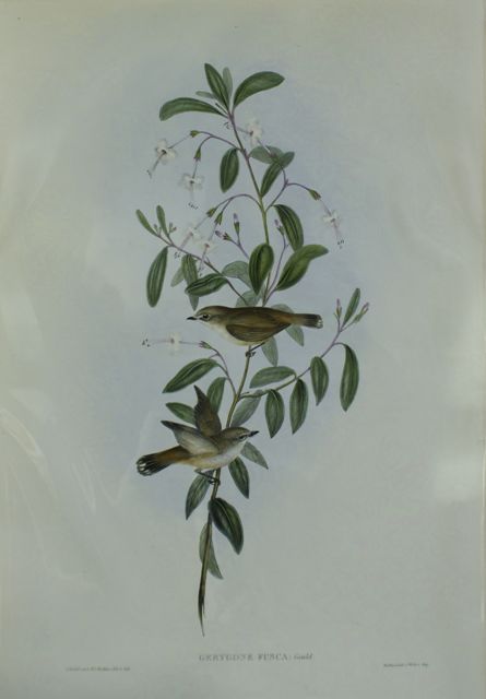 Appraisal: Fuscous Gerygone Gerygone Fusca