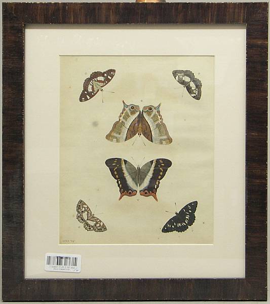 Appraisal: A set of six Dutch framed hand colored butterfly prints