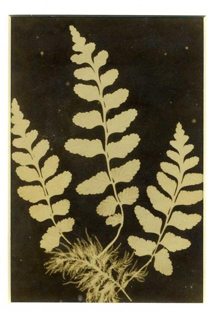 Appraisal: pieces Original Photographs - th-Century Fern Studies Atkins Anna Cyanotypes