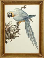 Appraisal: AXEL AMUCHASTEGUI Argentinian TROPICAL MACCAW Large watercolor of a blue