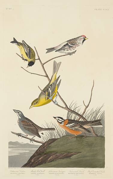 Appraisal: After John James Audubon American - Arkansaw Siskin Mealy Red-poll