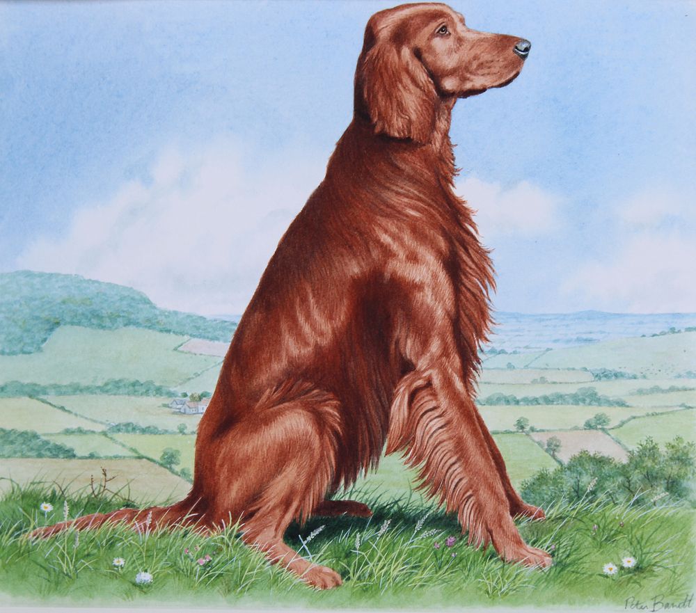 Appraisal: Peter Barrett B Irish Setter Peter Barrett B Irish Setter