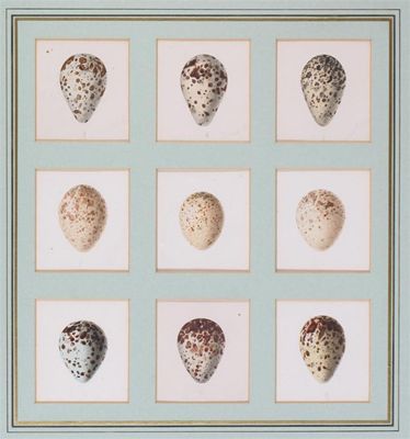 Appraisal: English School th century Nine studies of birds eggs some